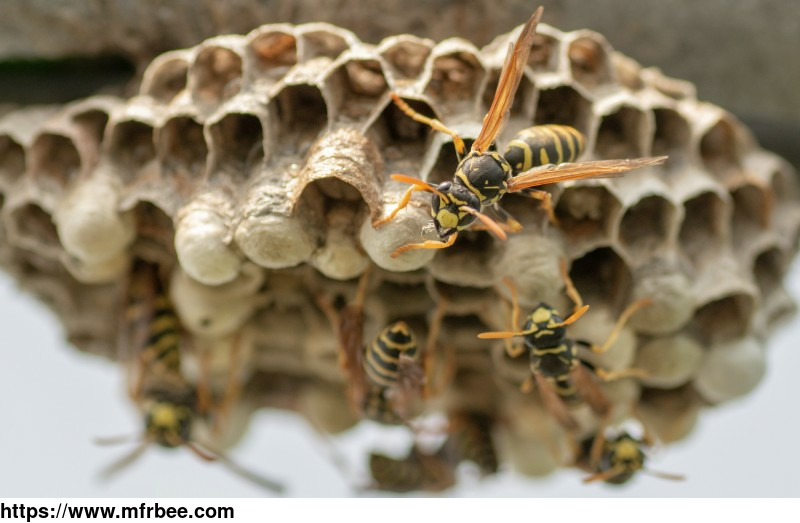 wasp_removal_adelaide