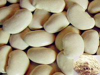 SALE! DISCOUNT! white kidney bean extract phaseolin1-3%,3000 units/g