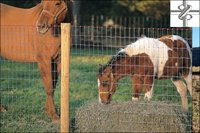 more images of HORSE FENCE