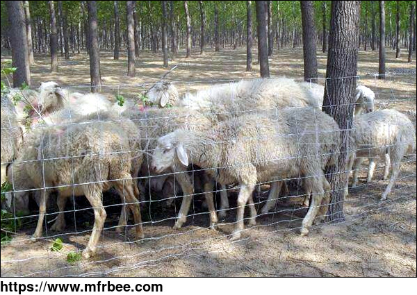 sheep_and_goat_fence
