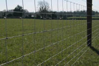 more images of SHEEP & GOAT FENCE