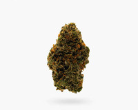 Buy Critique (AAA) Flower in Hamilton | Visit Stoni Cannabis