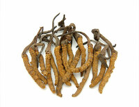 more images of Organic Cordyceps Sinensis CS-4 Powder / Extract