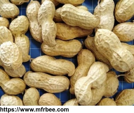 chinese_peanut_inshell_groundnuts_raw_and_roasted_peanut