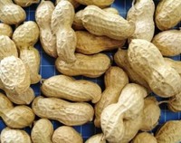 Chinese Peanut inshell, groundnuts, raw and roasted peanut