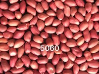more images of Peanut kernel red skin