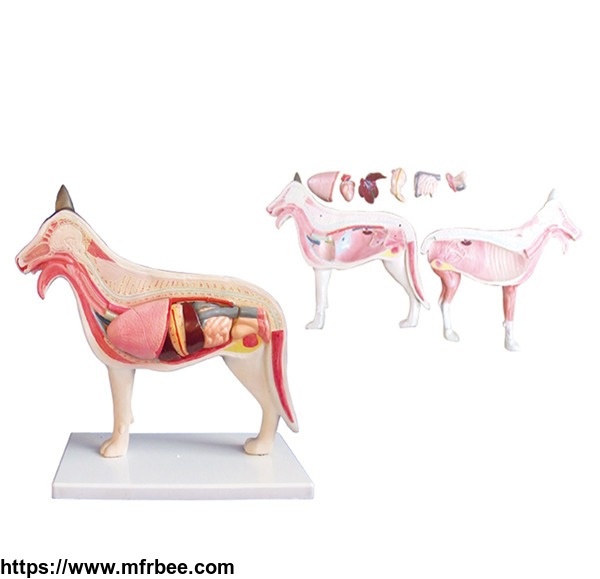 dog_anatomical_pvc_plastic_organ_organs_animal_models