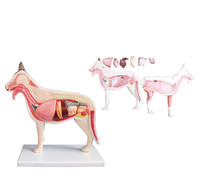 more images of dog anatomical PVC  plastic organ organs animal models