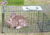 Rabbit traps come to rescue of your lovely garden