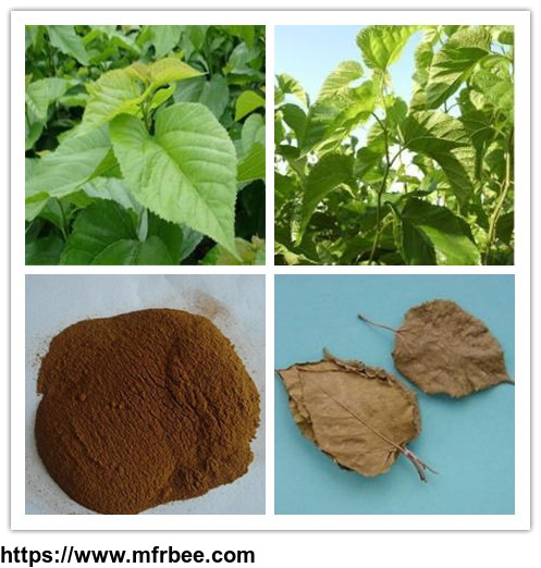 mulberry_leaf_extract_1_8_percentage1_dnj