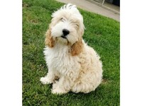 Adorable Mix Breed Toy Poodle/ Cockapoo