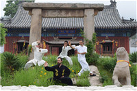 Authentic Inherited Long history Decent Shaolin kungfu school