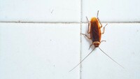 Frontline Cockroach Control Perth