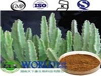 more images of Hoodia extract powder 10:1 Opuntia dillenii Haw non- Irradiation Nopal powder Cactus powder