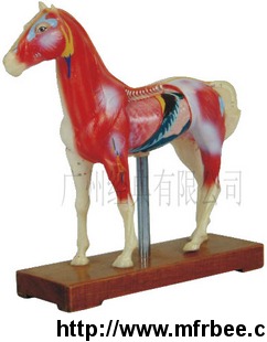 hq_602_horse_acupuncture_model_educational_equipment_laboraotry_instrument