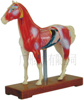 HQ-602 Horse Acupuncture Model educational equipment laboraotry instrument