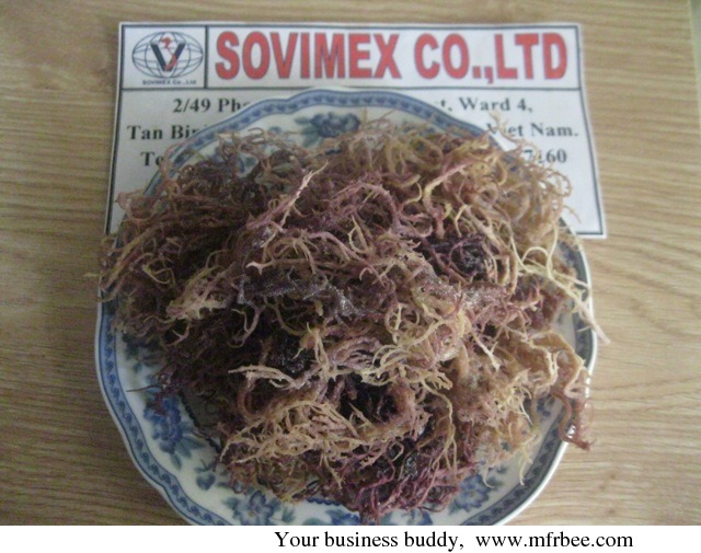 sell_eucheuma_spinosum_seaweed_for_food