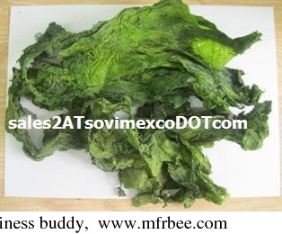 sell_ulva_lactuca_seaweed_with_big_leaf