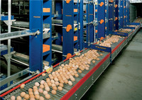 Automatic Egg Collecting Equipment