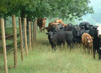 more images of High tensile wire fence applied for enclosing animals